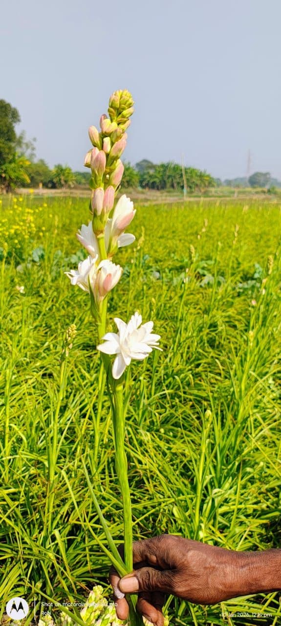 Natural Rajnigandha (Tuberose)