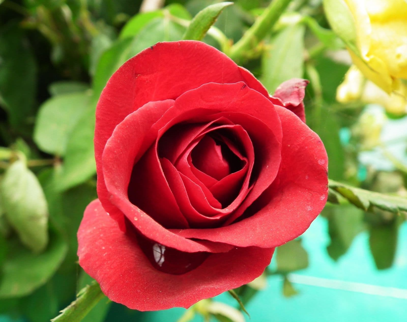Red Rose Flower