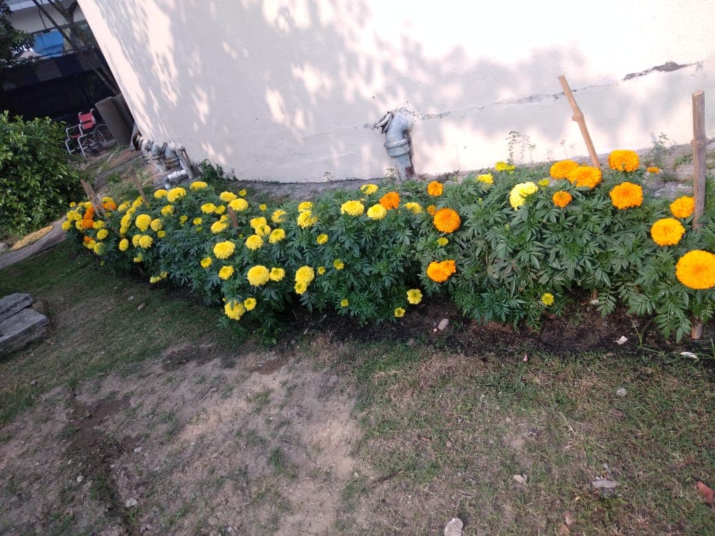 Garden Maintenance