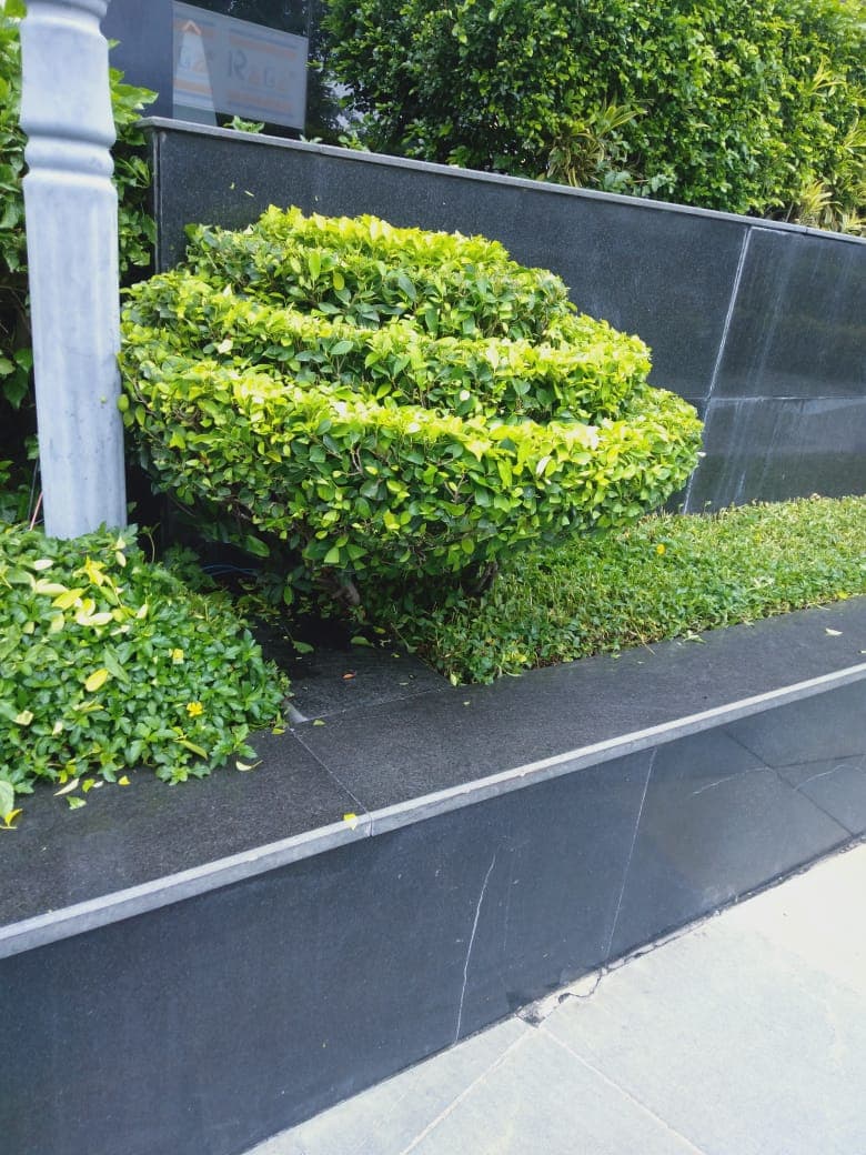 Corporate Office Landscaping